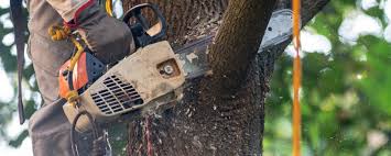 Best Lawn Maintenance Plans  in Hayti, PA