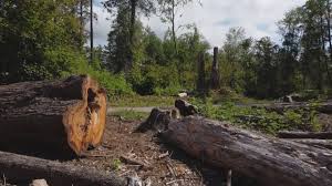 Best Tree and Shrub Care  in Hayti, PA