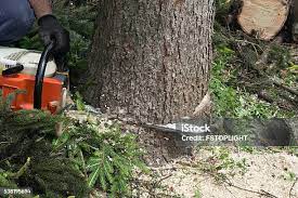 Best Tree Disease Treatment  in Hayti, PA