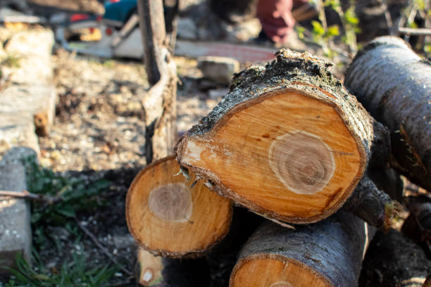 Best Tree Trimming and Pruning  in Hayti, PA