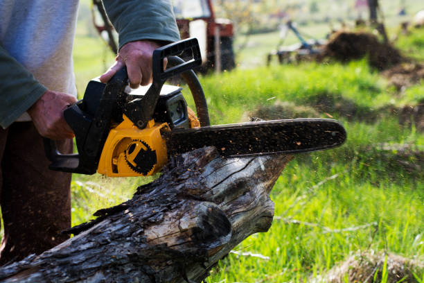 How Our Tree Care Process Works  in  Hayti, PA