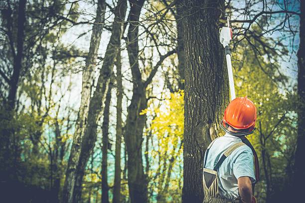 Best Firewood Processing and Delivery  in Hayti, PA